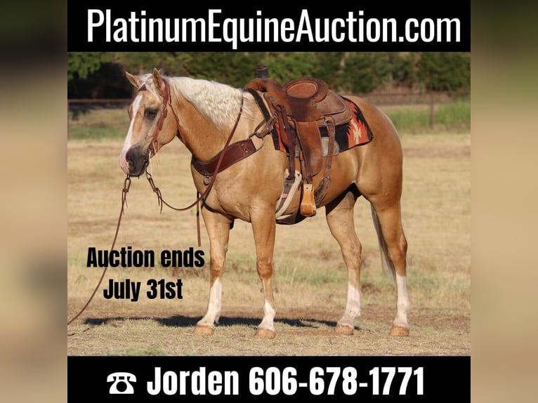 American Quarter Horse Castrone 10 Anni 152 cm Palomino in Cleburne TX