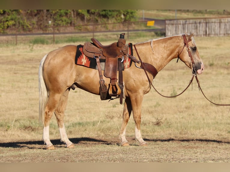 American Quarter Horse Castrone 10 Anni 152 cm Palomino in Cleburne TX