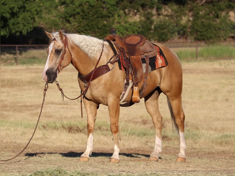 American Quarter Horse Castrone 10 Anni 152 cm Palomino in Cleburne TX