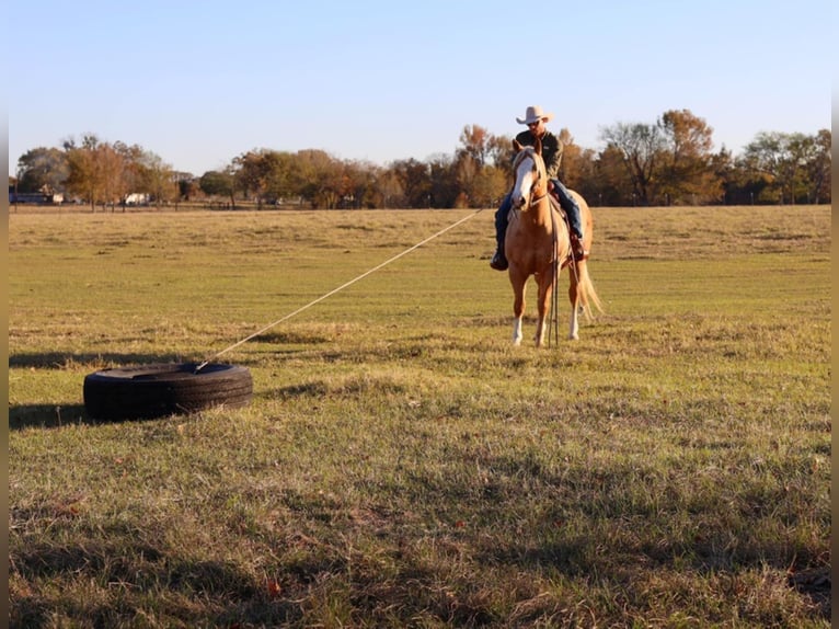 American Quarter Horse Castrone 10 Anni 152 cm Palomino in Grand Saline TX