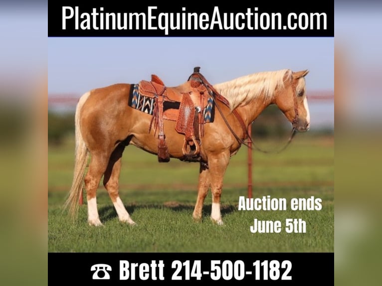 American Quarter Horse Castrone 10 Anni 152 cm Palomino in Grand Saline TX