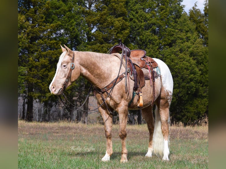 American Quarter Horse Castrone 10 Anni 152 cm Palomino in Greenville Ky