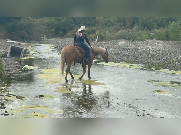 American Quarter Horse Castrone 10 Anni 152 cm Palomino in King City CA