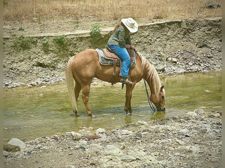 American Quarter Horse Castrone 10 Anni 152 cm Palomino in King City CA