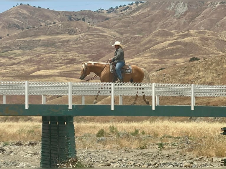 American Quarter Horse Castrone 10 Anni 152 cm Palomino in King City CA