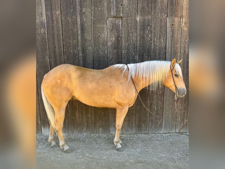 American Quarter Horse Castrone 10 Anni 152 cm Palomino in King City CA