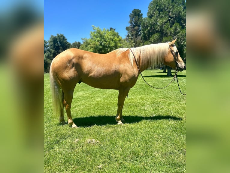 American Quarter Horse Castrone 10 Anni 152 cm Palomino in King City CA