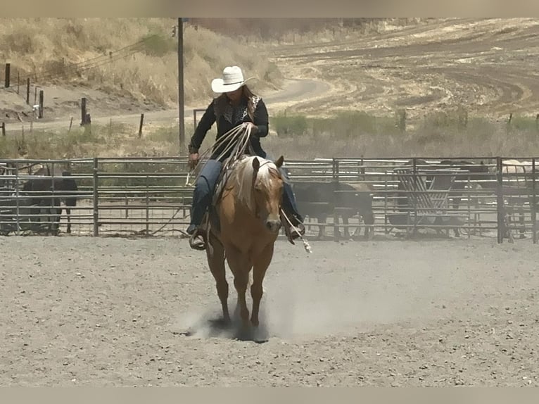 American Quarter Horse Castrone 10 Anni 152 cm Palomino in King City CA