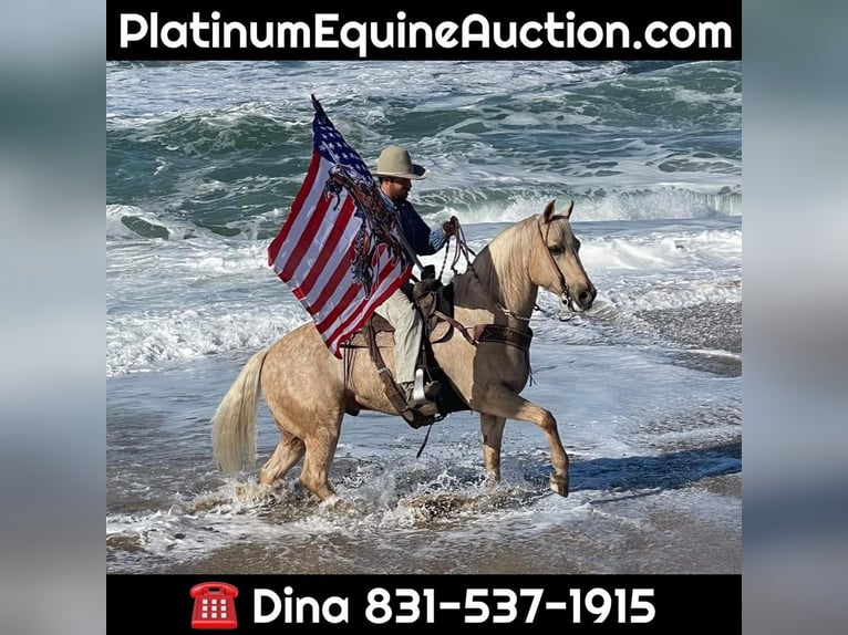 American Quarter Horse Castrone 10 Anni 152 cm Palomino in Paicines CA