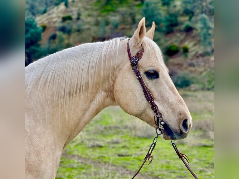 American Quarter Horse Castrone 10 Anni 152 cm Palomino in Paicines CA