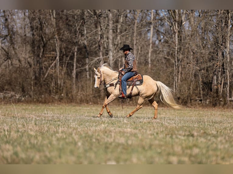 American Quarter Horse Castrone 10 Anni 152 cm Palomino in Santa Fe, TN