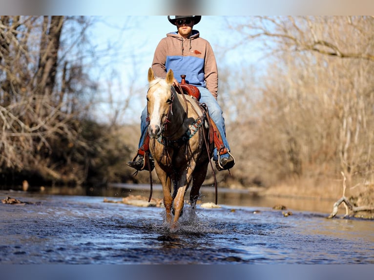 American Quarter Horse Castrone 10 Anni 152 cm Palomino in Santa Fe TN