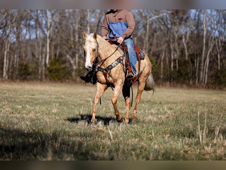 American Quarter Horse Castrone 10 Anni 152 cm Palomino in Santa Fe TN