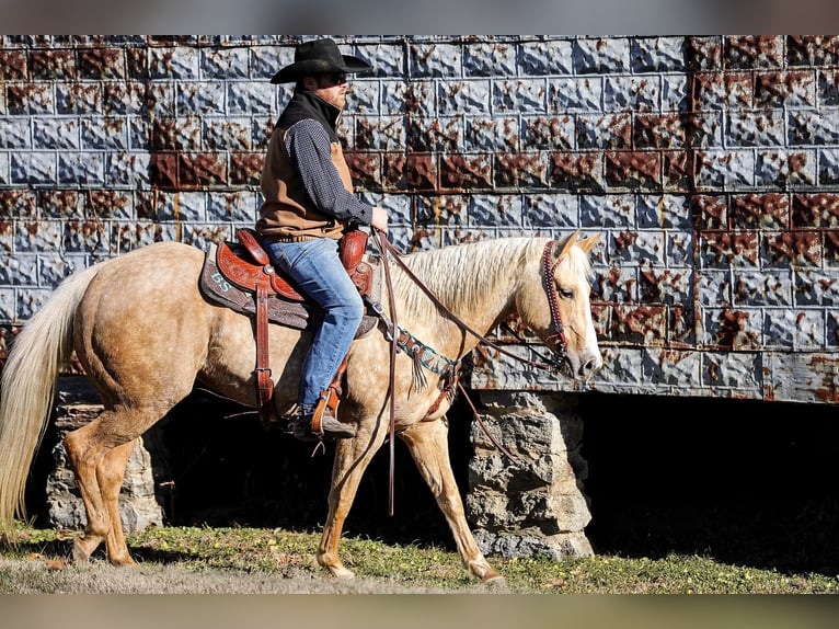 American Quarter Horse Castrone 10 Anni 152 cm Palomino in Santa Fe TN