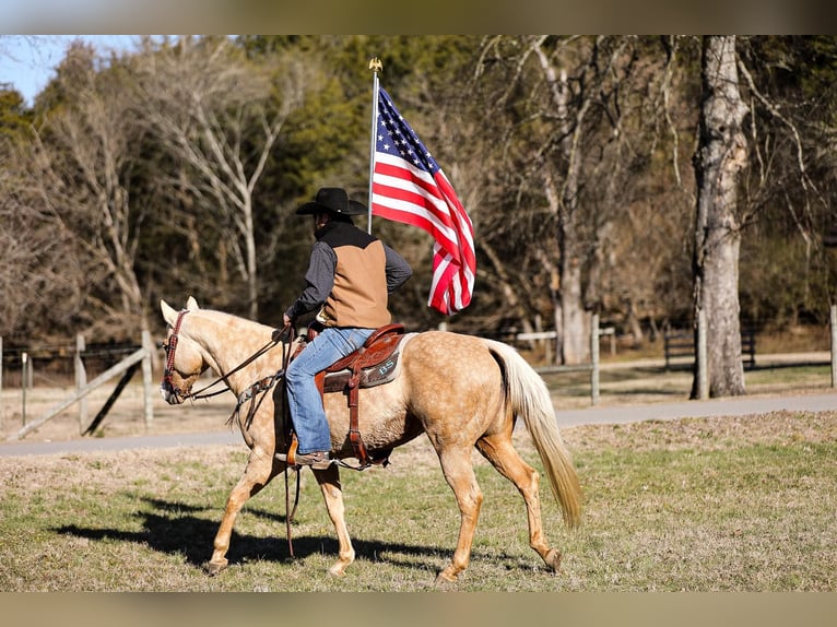 American Quarter Horse Castrone 10 Anni 152 cm Palomino in Santa Fe TN