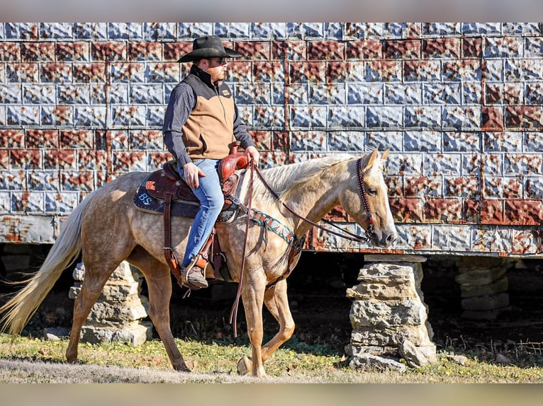 American Quarter Horse Castrone 10 Anni 152 cm Palomino in Santa Fe TN