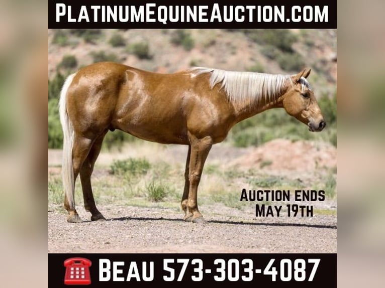American Quarter Horse Castrone 10 Anni 152 cm Palomino in Sweet Springs MO