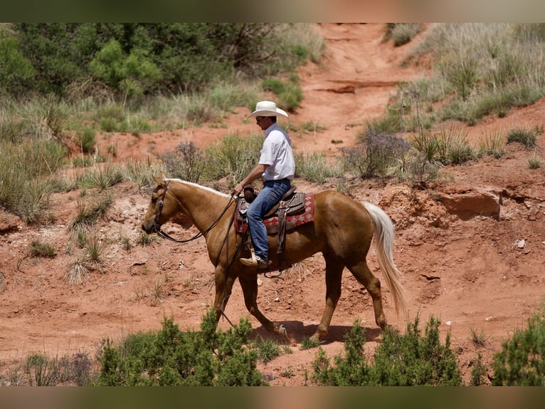 American Quarter Horse Castrone 10 Anni 152 cm Palomino in Sweet Springs MO