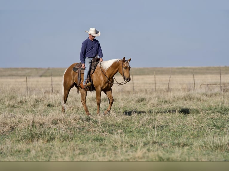 American Quarter Horse Castrone 10 Anni 152 cm Palomino in Sweet Springs MO