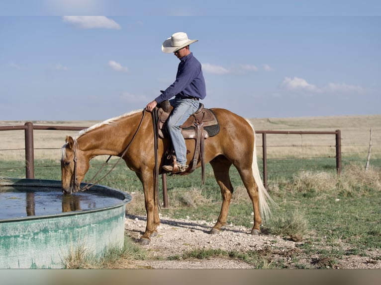 American Quarter Horse Castrone 10 Anni 152 cm Palomino in Sweet Springs MO