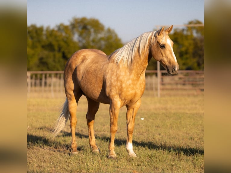 American Quarter Horse Castrone 10 Anni 152 cm Palomino in Weatherford TX