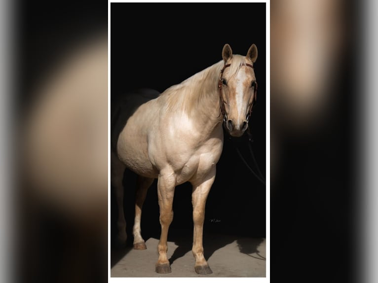 American Quarter Horse Castrone 10 Anni 152 cm Palomino in Hayden