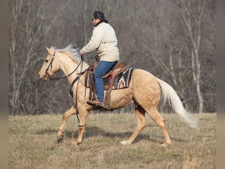 American Quarter Horse Castrone 10 Anni 152 cm Palomino in Brodhead KY