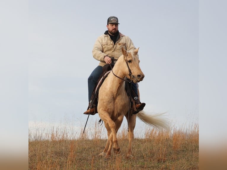 American Quarter Horse Castrone 10 Anni 152 cm Palomino in Brodhead KY