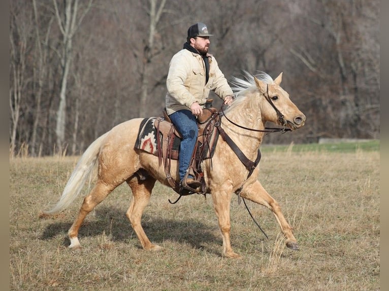 American Quarter Horse Castrone 10 Anni 152 cm Palomino in Brodhead KY