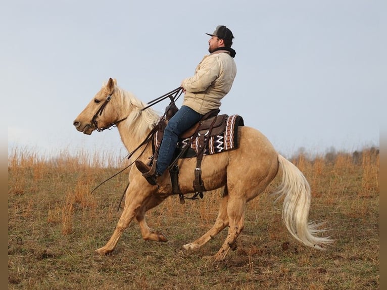 American Quarter Horse Castrone 10 Anni 152 cm Palomino in Brodhead KY