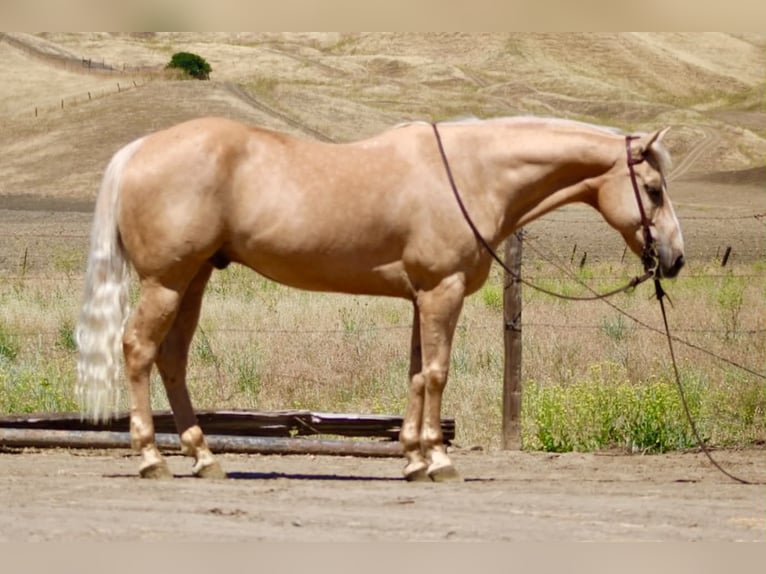 American Quarter Horse Castrone 10 Anni 152 cm Palomino in Tres Pinos