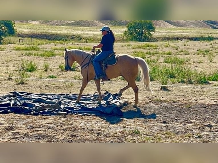 American Quarter Horse Castrone 10 Anni 152 cm Palomino in Tres Pinos