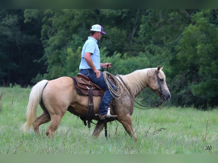 American Quarter Horse Castrone 10 Anni 152 cm Palomino in Carthage, TX