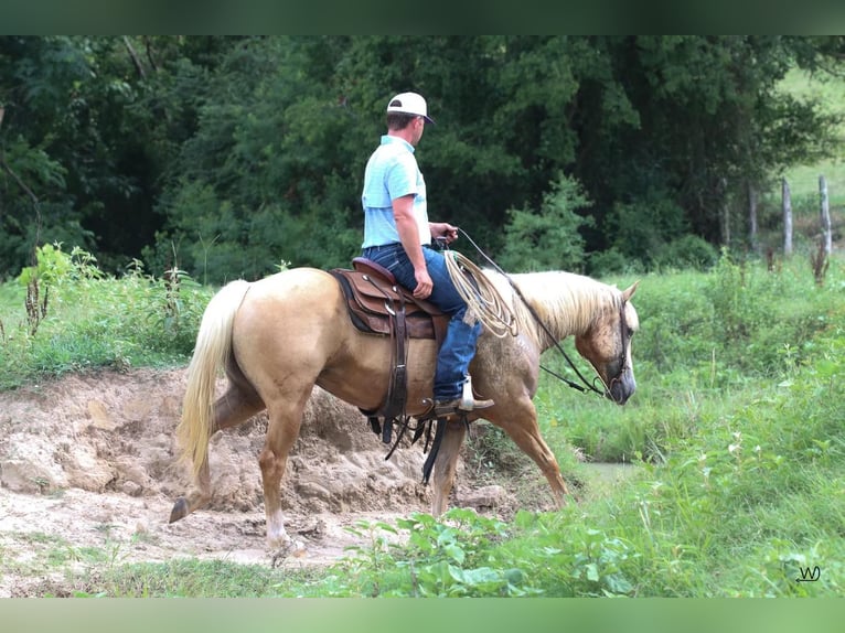 American Quarter Horse Castrone 10 Anni 152 cm Palomino in Carthage, TX