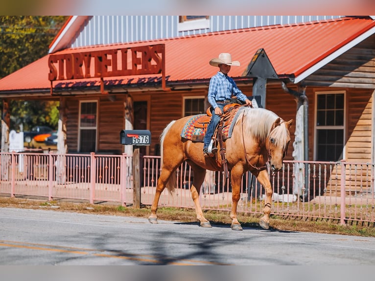 American Quarter Horse Castrone 10 Anni 152 cm Palomino in Lyles