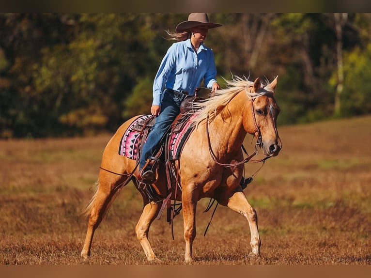 American Quarter Horse Castrone 10 Anni 152 cm Palomino in Lyles