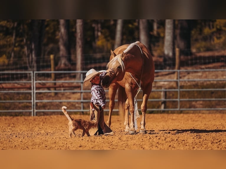 American Quarter Horse Castrone 10 Anni 152 cm Palomino in Lyles