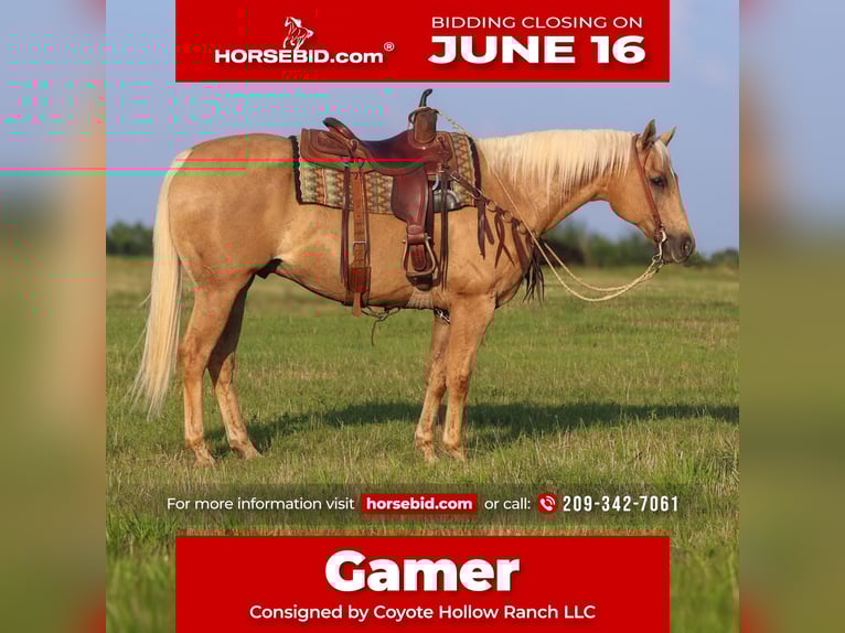 American Quarter Horse Castrone 10 Anni 152 cm Palomino in Mount Vernon, TX