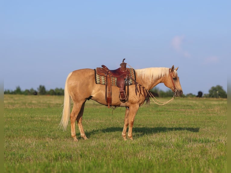 American Quarter Horse Castrone 10 Anni 152 cm Palomino in Mount Vernon, TX