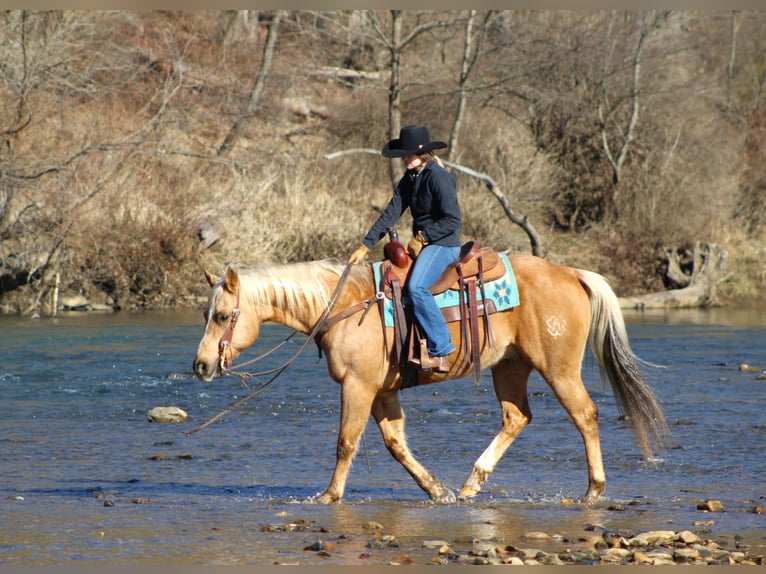 American Quarter Horse Castrone 10 Anni 152 cm Palomino in Clarion, PA