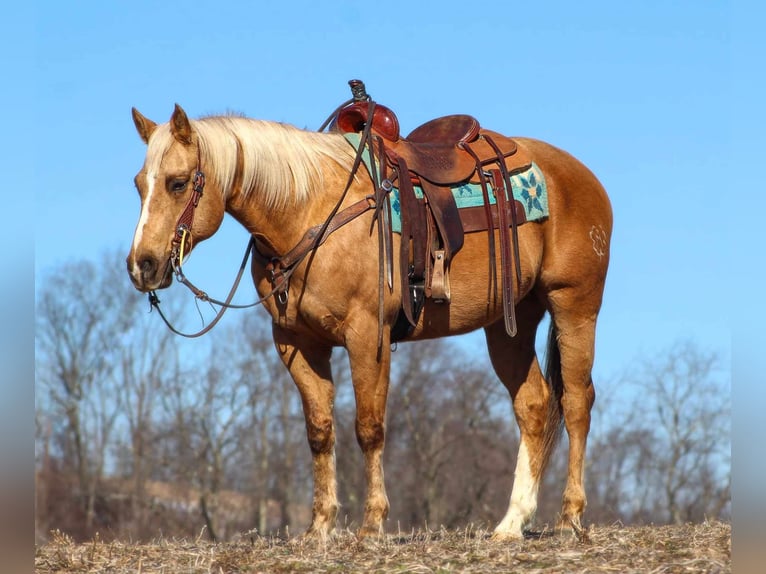 American Quarter Horse Castrone 10 Anni 152 cm Palomino in Clarion, PA