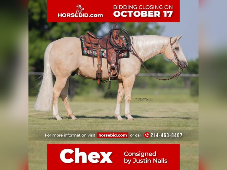 American Quarter Horse Castrone 10 Anni 152 cm Palomino in Kaufman, TX
