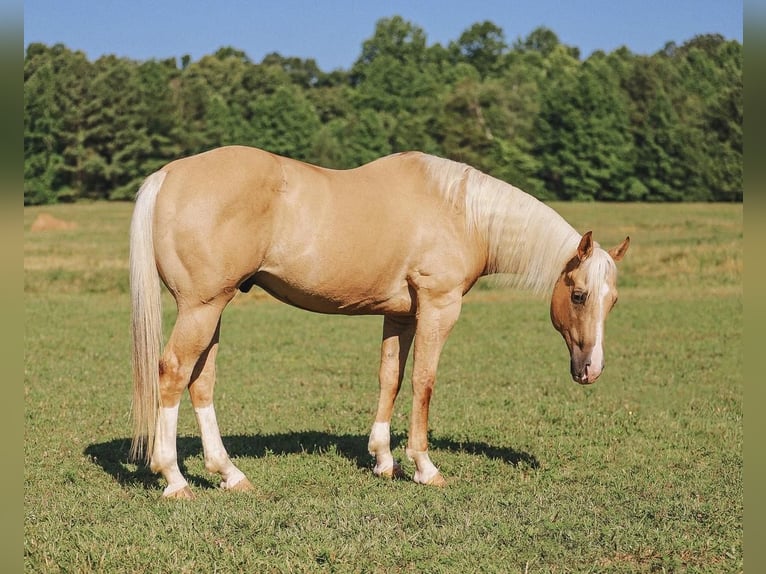 American Quarter Horse Castrone 10 Anni 152 cm Palomino in Lyles, TN