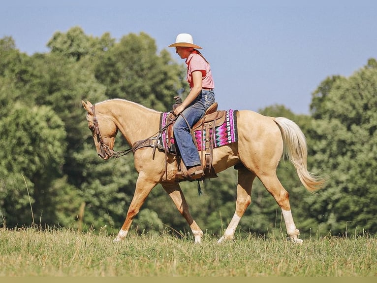 American Quarter Horse Castrone 10 Anni 152 cm Palomino in Lyles, TN
