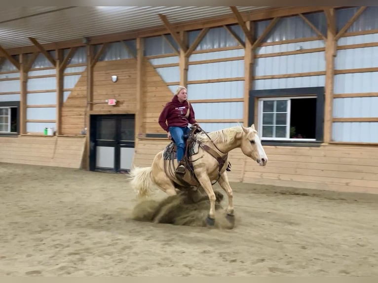 American Quarter Horse Castrone 10 Anni 152 cm Palomino in Honey Brook