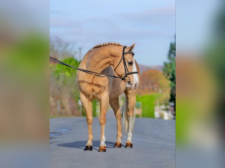 American Quarter Horse Castrone 10 Anni 152 cm Palomino in Honey Brook