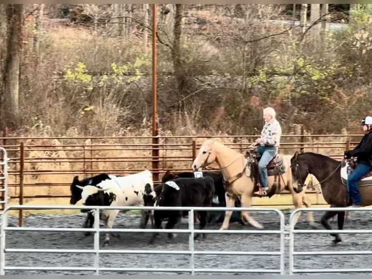 American Quarter Horse Castrone 10 Anni 152 cm Palomino in Honey Brook