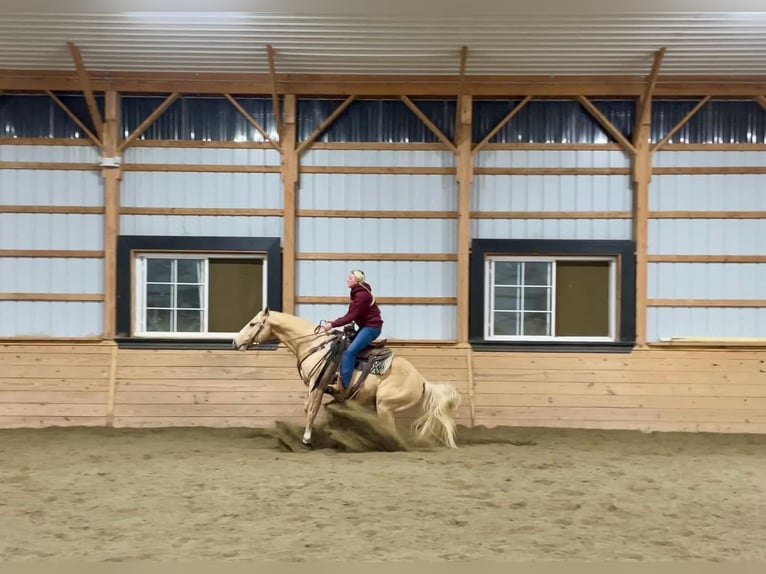 American Quarter Horse Castrone 10 Anni 152 cm Palomino in Honey Brook