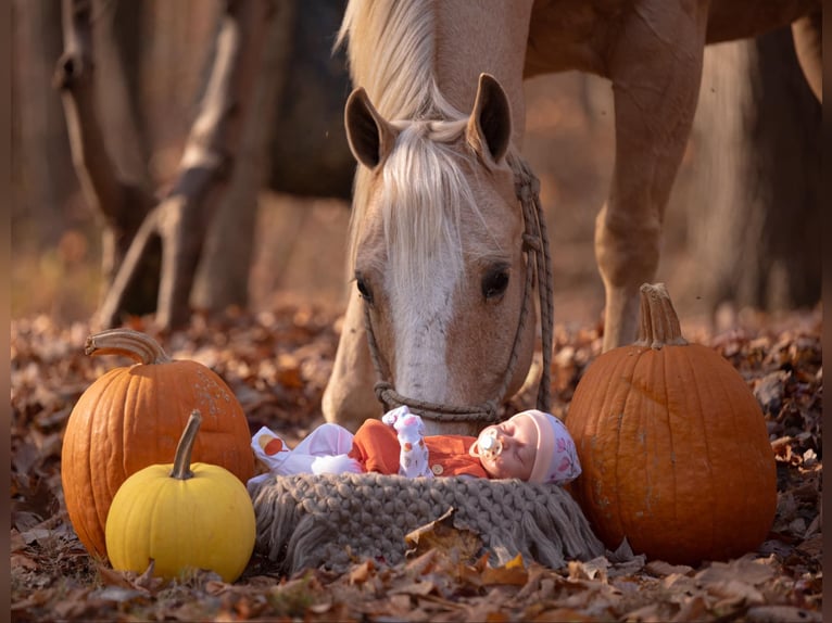 American Quarter Horse Castrone 10 Anni 152 cm Palomino in Honey Brook