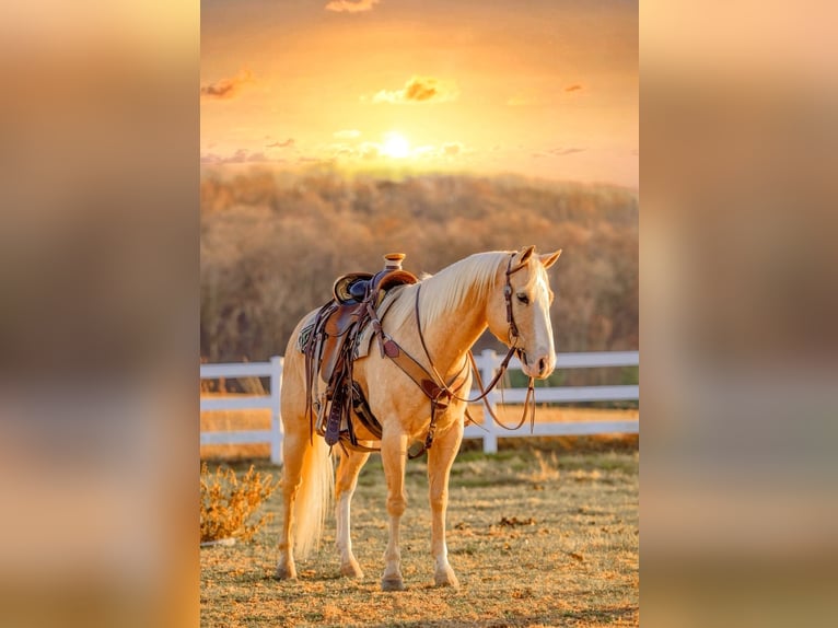 American Quarter Horse Castrone 10 Anni 152 cm Palomino in Honey Brook